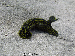 Nudi Branch taken off Caletta Reef Adeje Tenerife. Canon ... by Ally Smith 